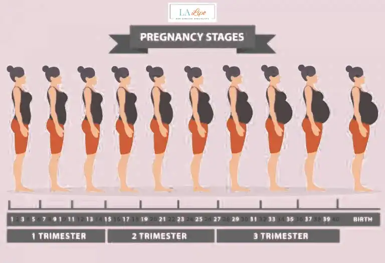 First Trimester (Weeks 1–12): Early Changes You Might Not Notice Sale